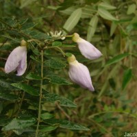 Mundulea sericea (Willd.) A.Chev.